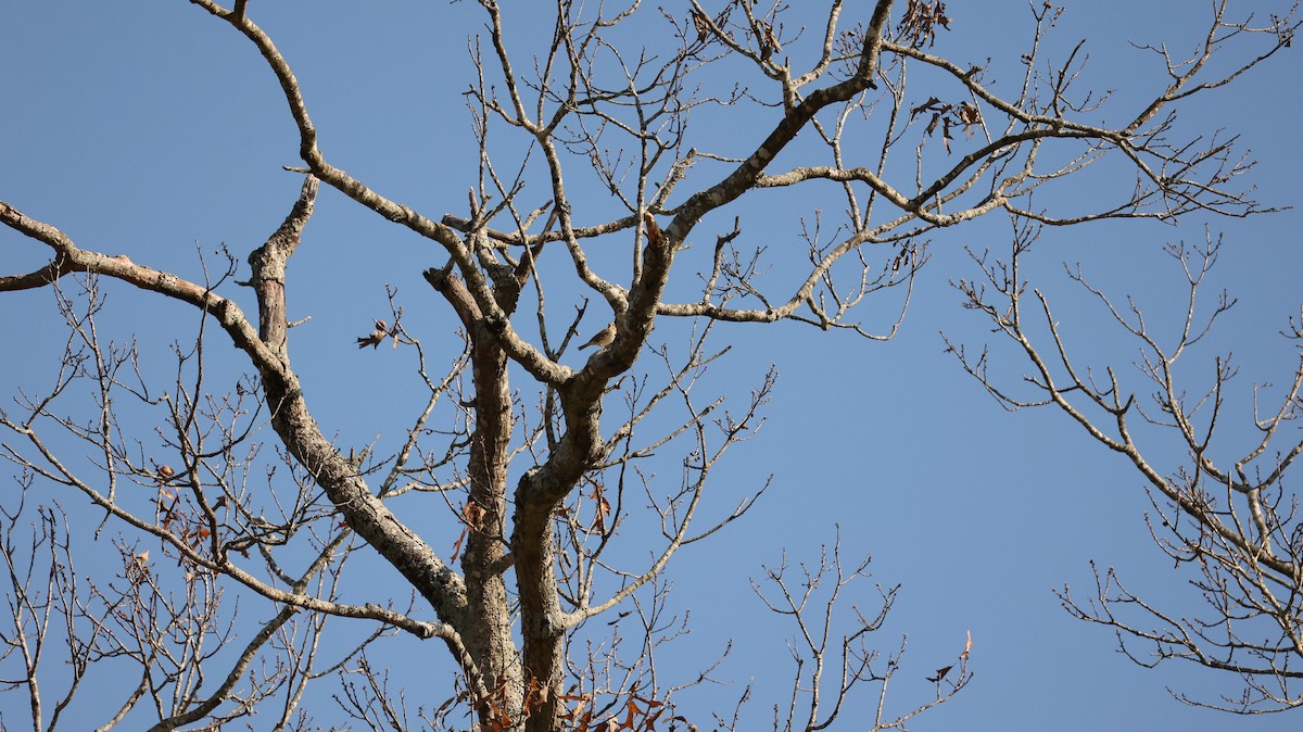 Savannah Sparrow - ML627695240