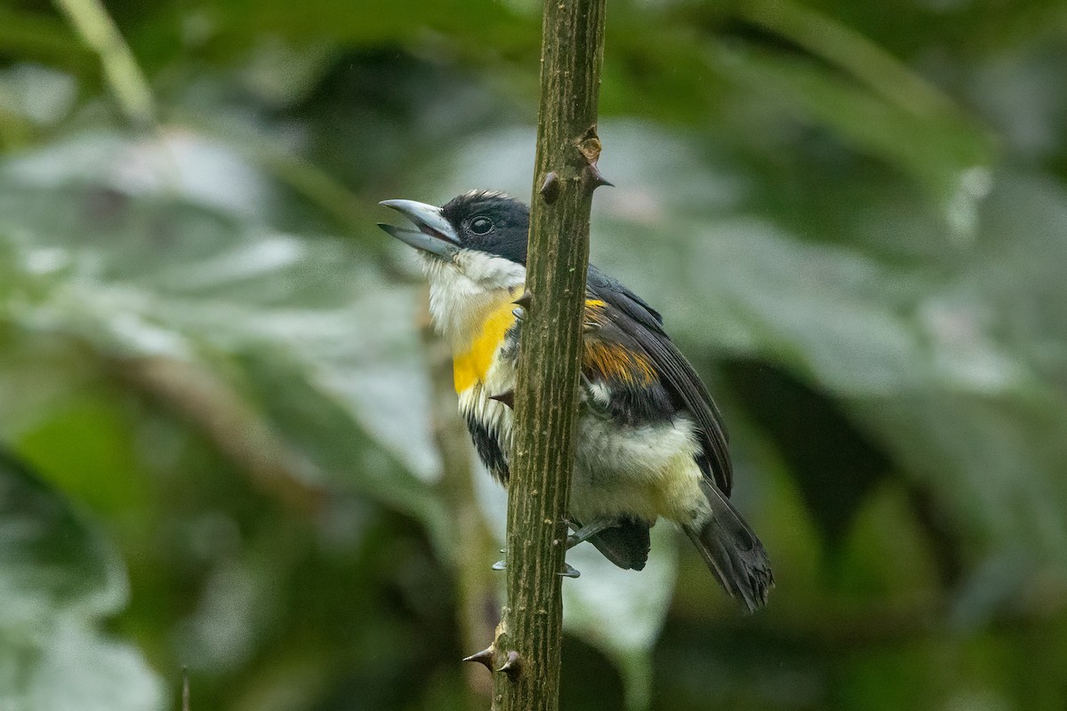 Cabezón Pechiblanco - ML627695286