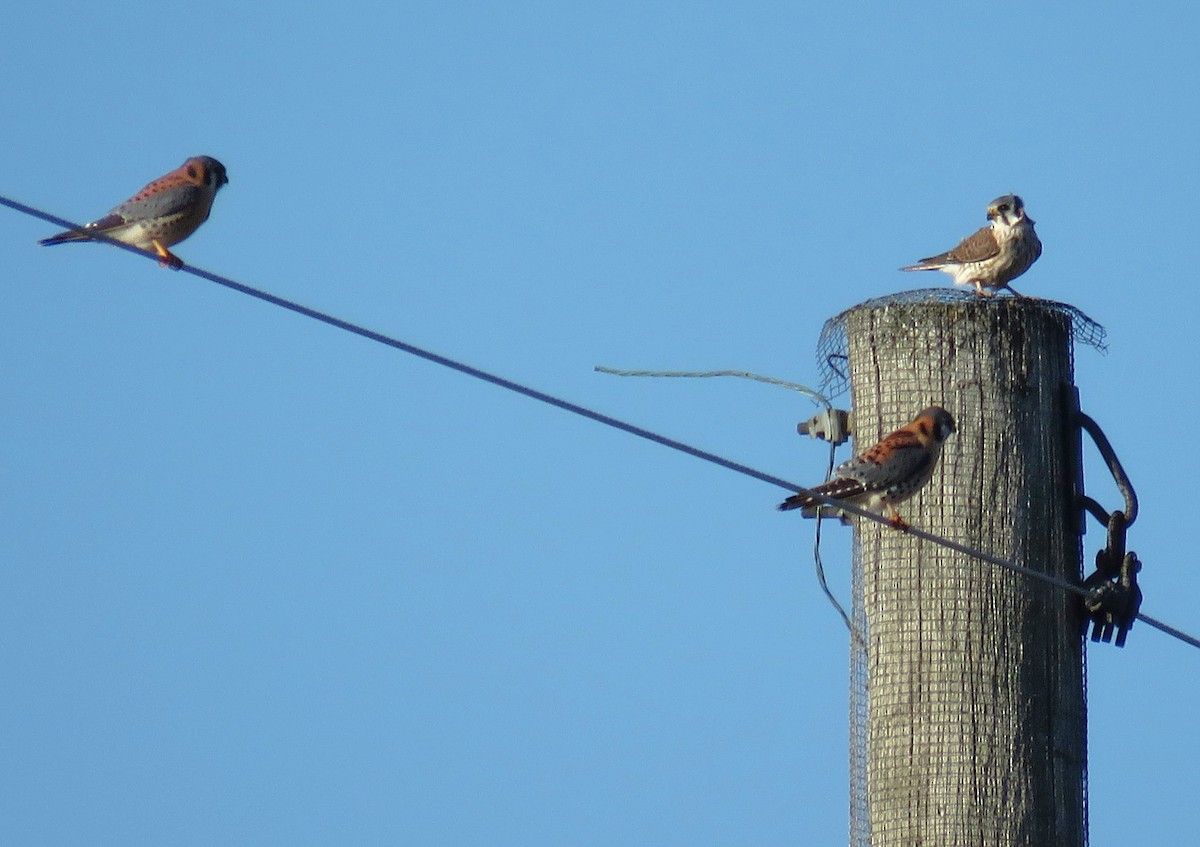 American Kestrel - ML627695360