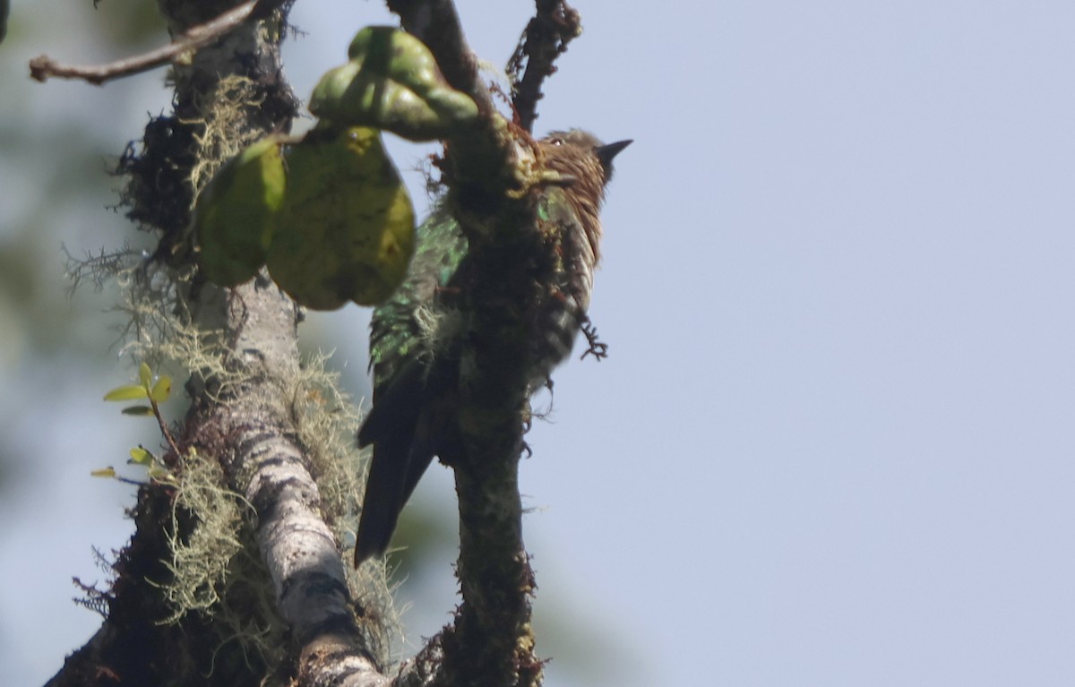 Rufous-throated Bronze-Cuckoo - ML627695415