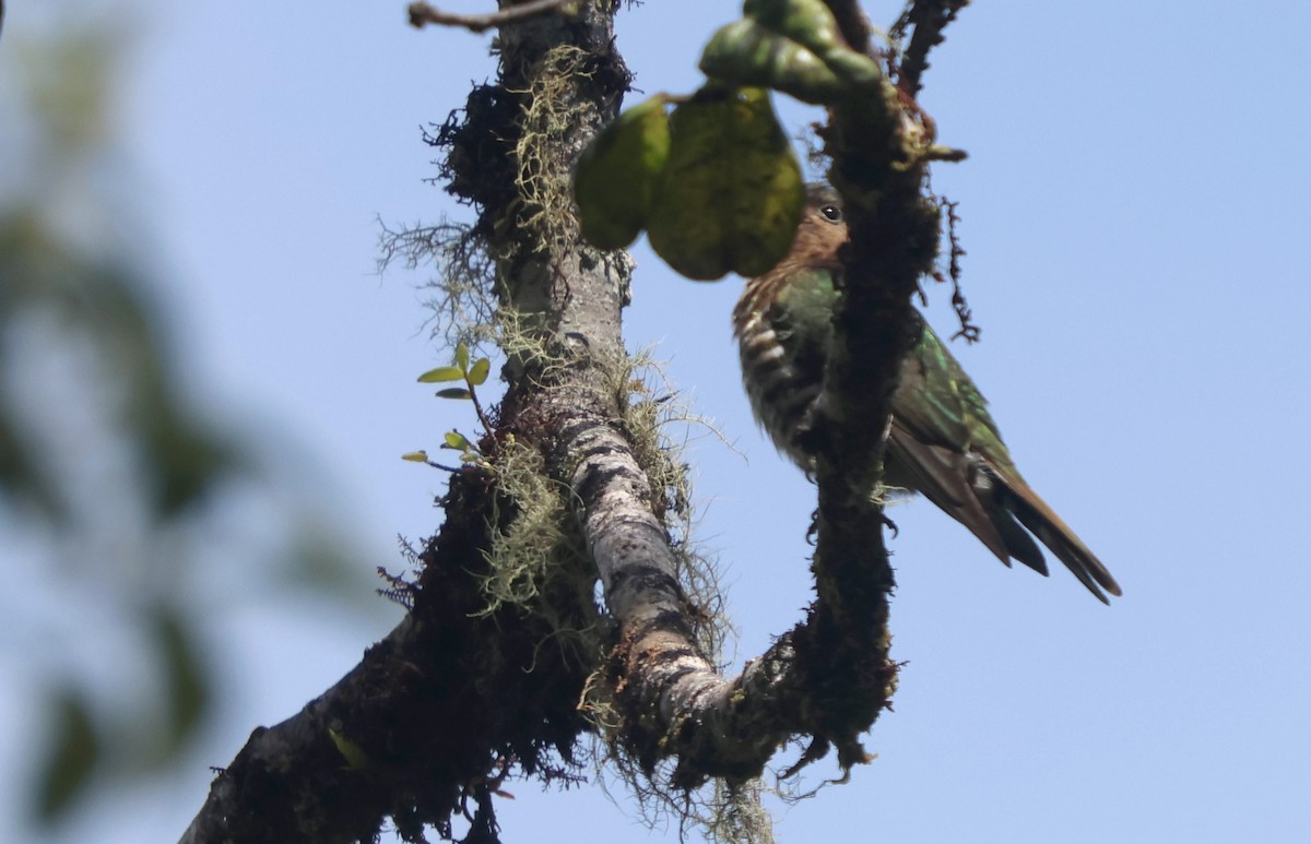 Rufous-throated Bronze-Cuckoo - ML627695416
