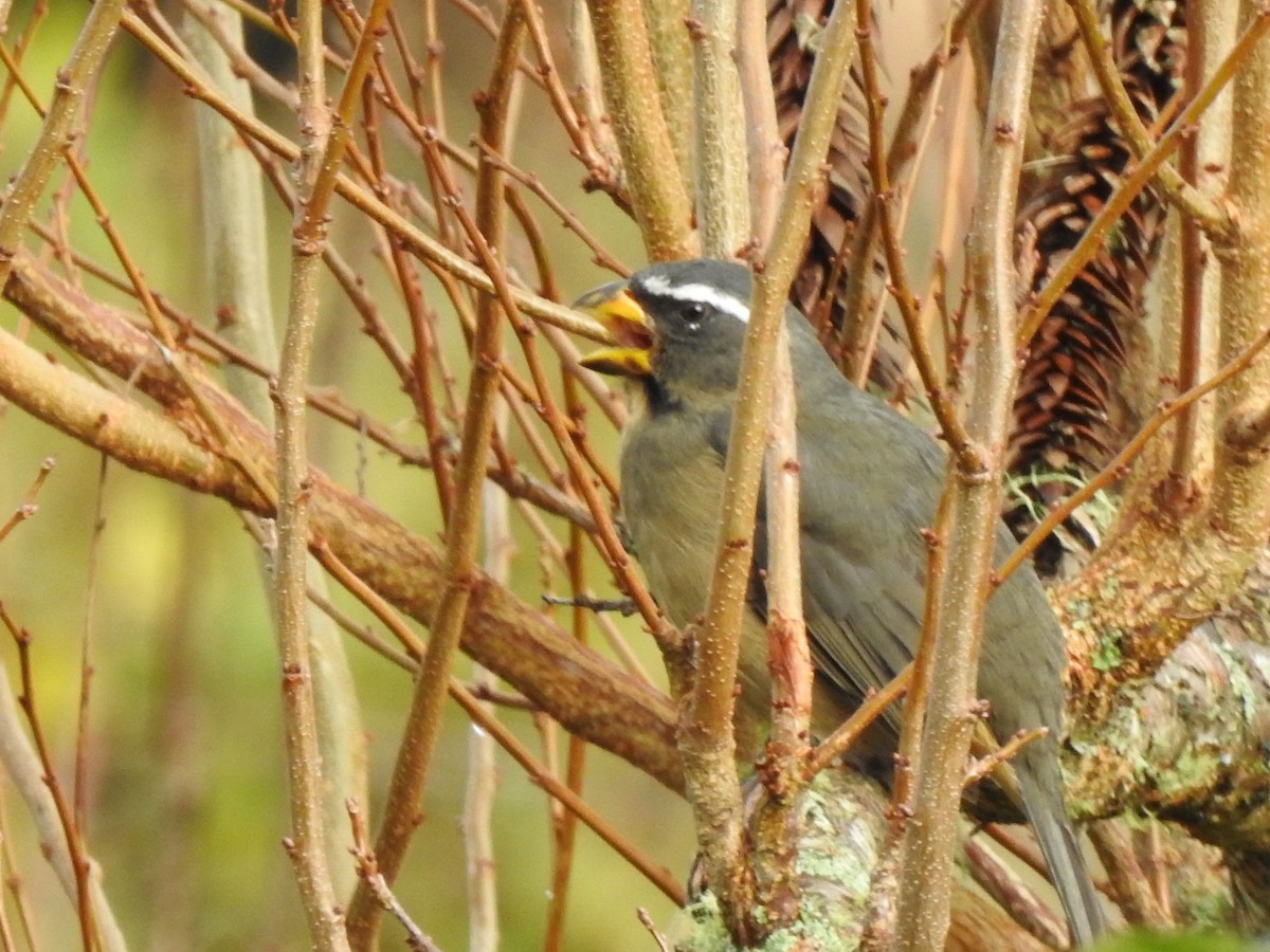 Thick-billed Saltator - ML627695579