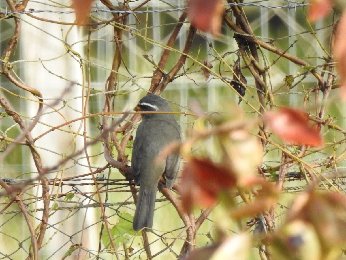 Thick-billed Saltator - ML627695580