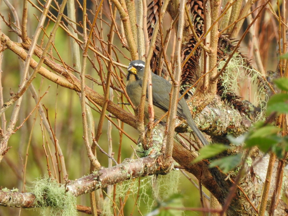 Thick-billed Saltator - ML627695581