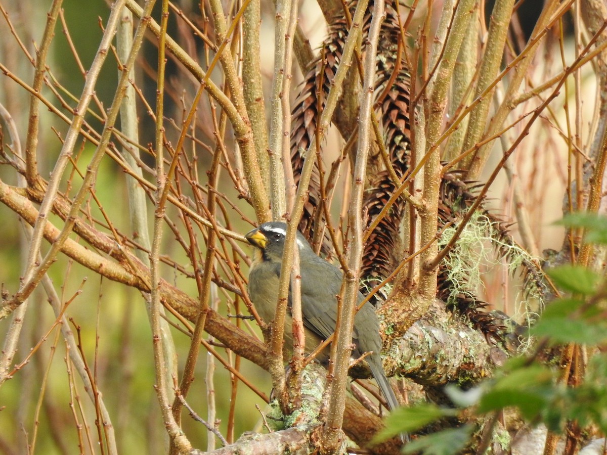 Thick-billed Saltator - ML627695582