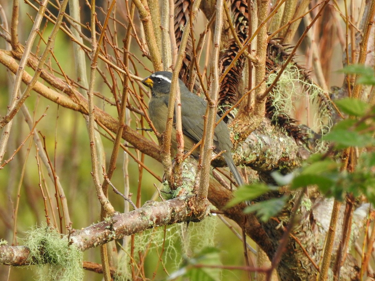 Thick-billed Saltator - ML627695583