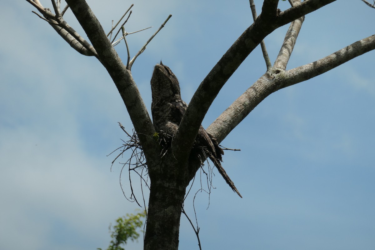 Papuan Frogmouth - ML627695615