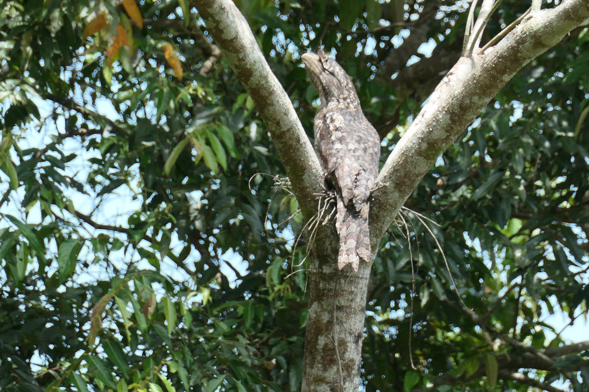 Papuan Frogmouth - ML627695616