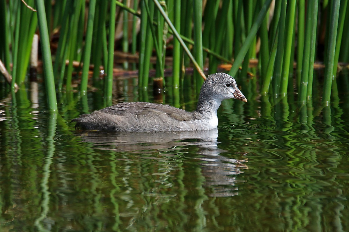 American Coot - ML627695690