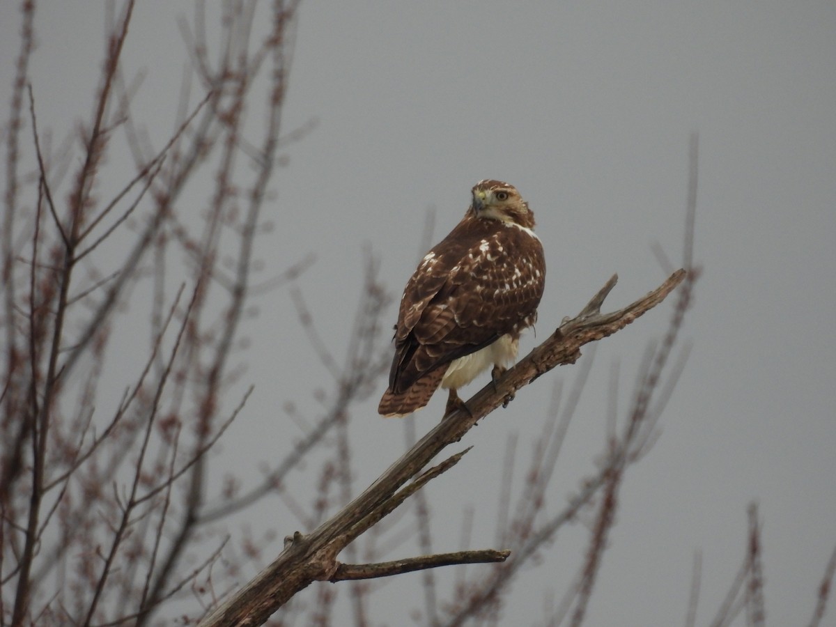 Red-tailed Hawk - ML627695706