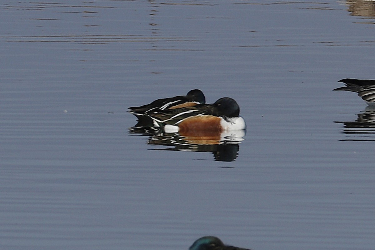 Northern Shoveler - ML627695872