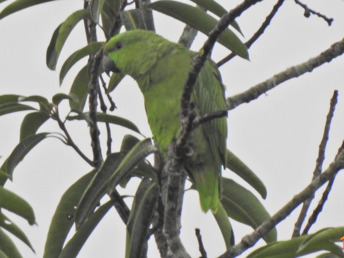 Short-tailed Parrot - ML627695877