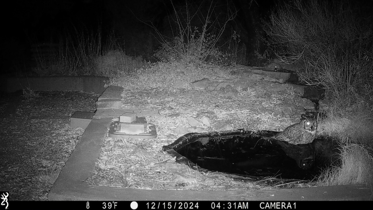 Great Horned Owl - ML627695923