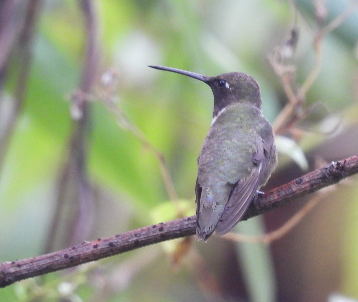 Colibrí Gorjinegro - ML627695936