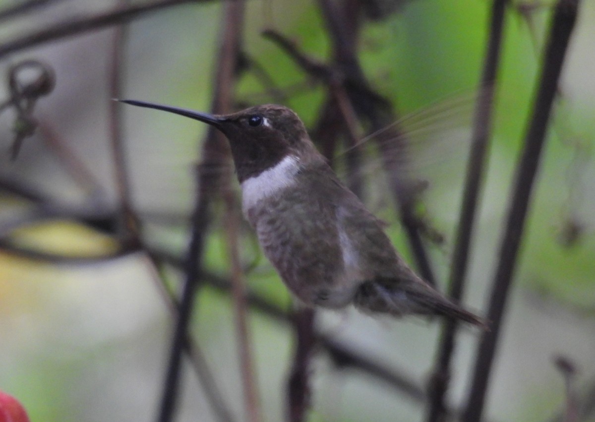 Colibrí Gorjinegro - ML627695937