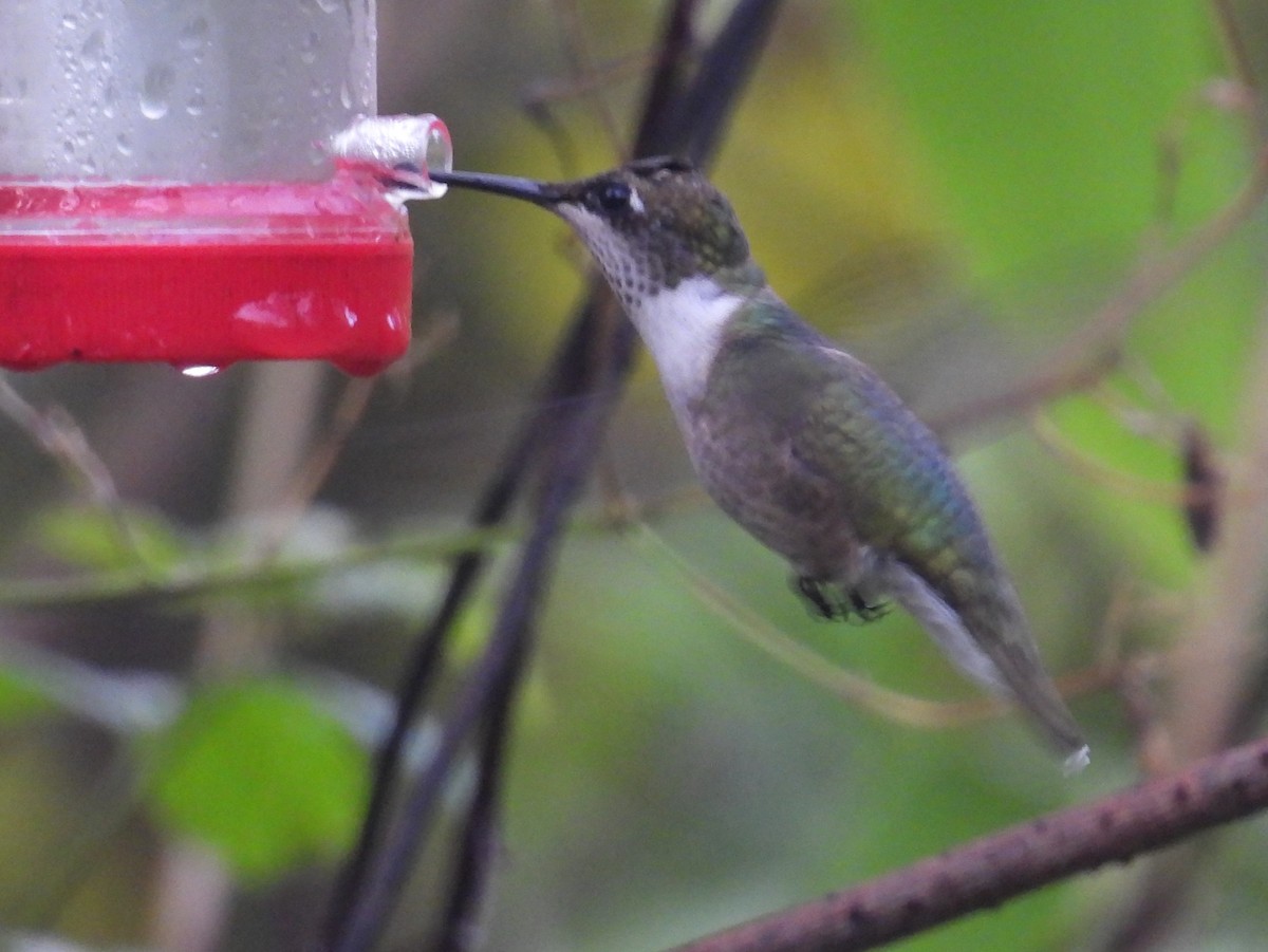 Colibrí Gorjirrubí - ML627695938