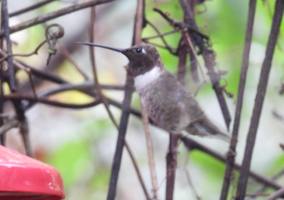 Colibrí Gorjinegro - ML627695940