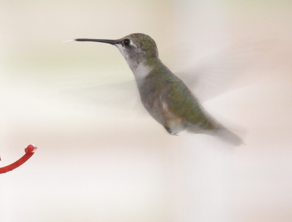 Colibrí Gorjinegro - ML627695941