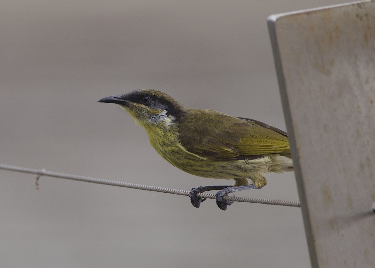 Varied Honeyeater - ML627695995