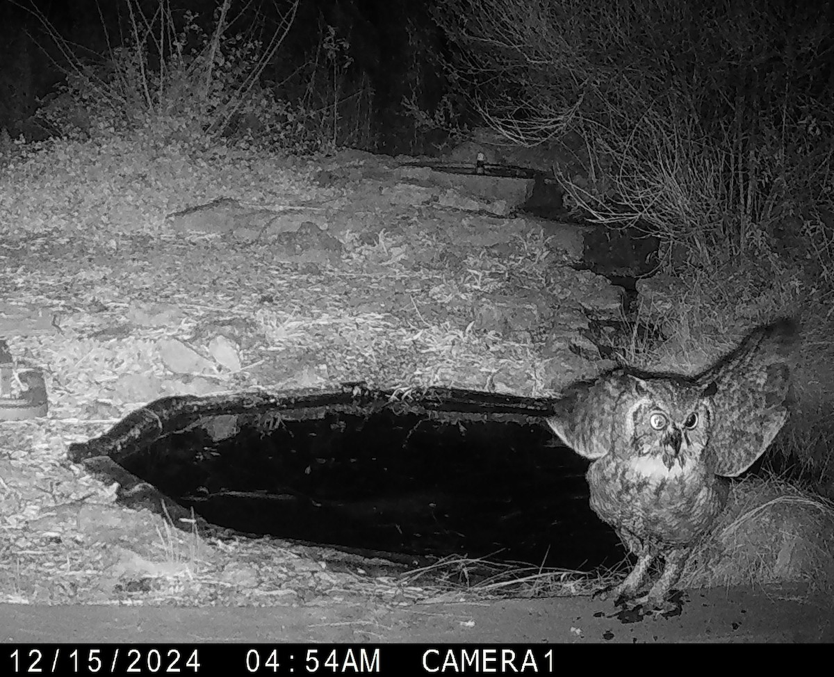 Great Horned Owl - ML627695997