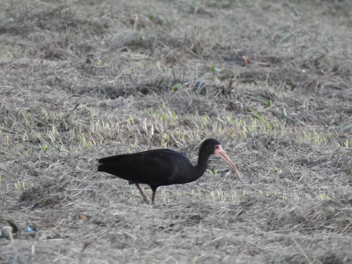 Bare-faced Ibis - ML627696165