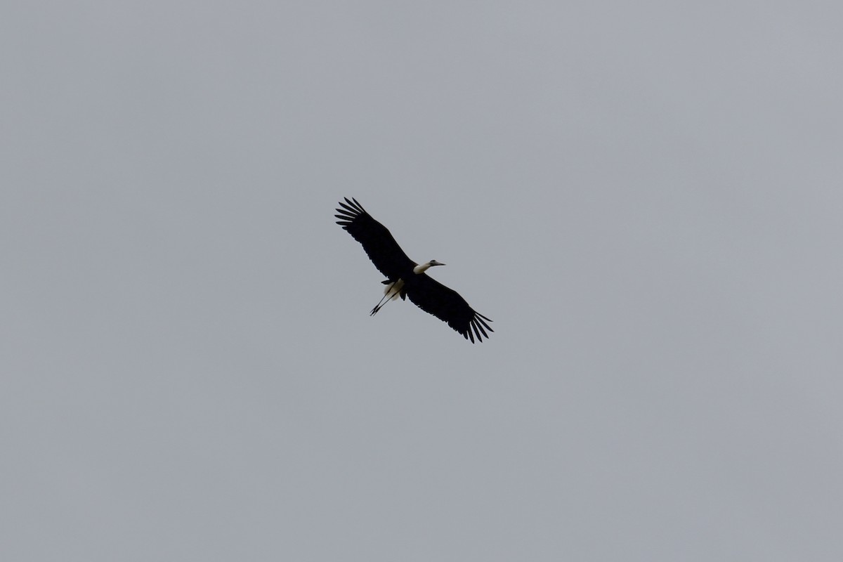 Asian Woolly-necked Stork - ML627696185