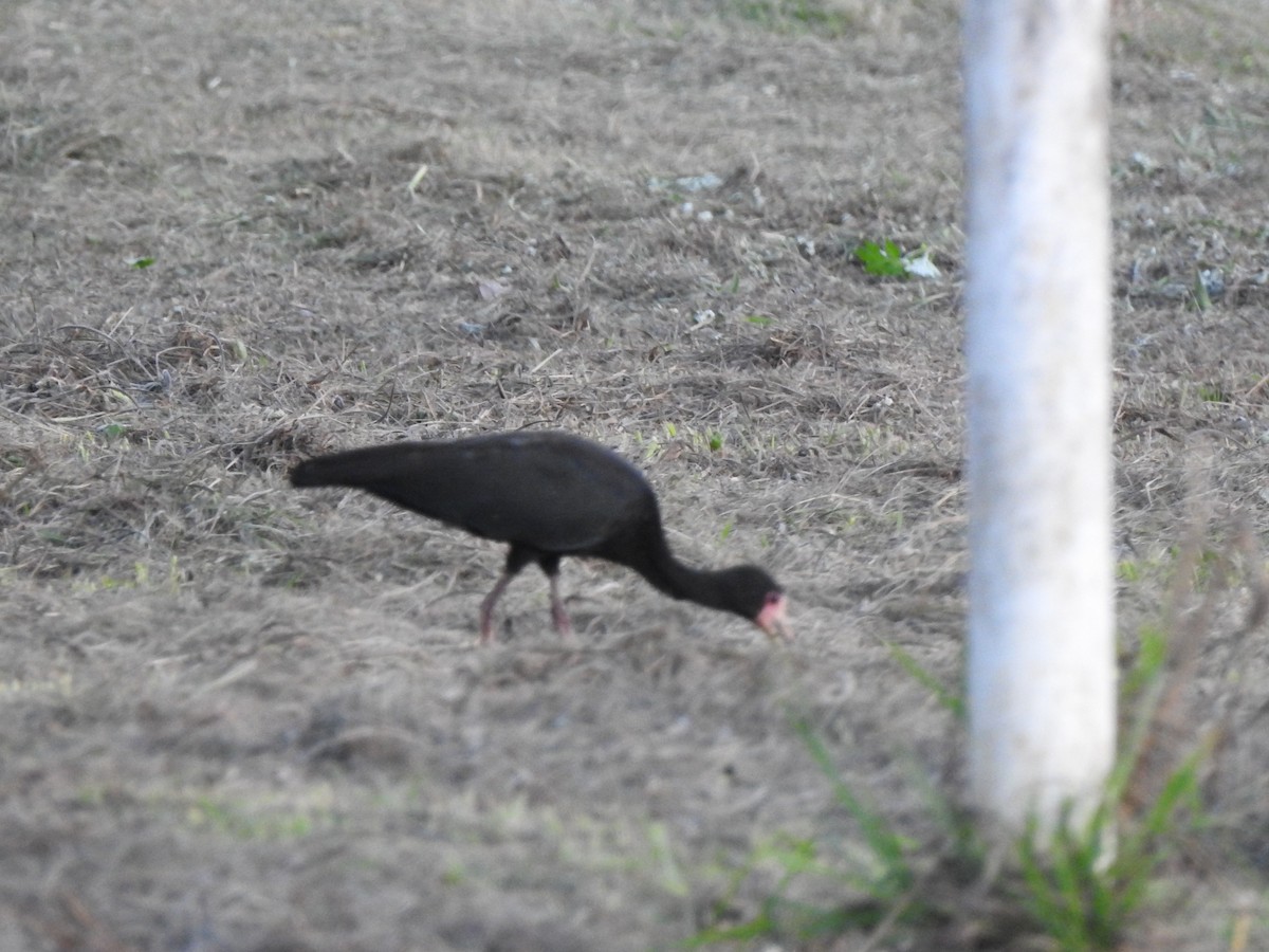 Bare-faced Ibis - ML627696200