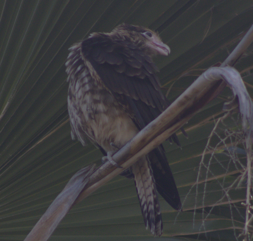 Yellow-headed Caracara - ML627696214