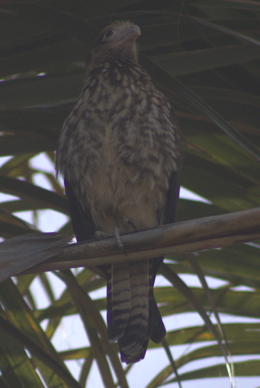 Yellow-headed Caracara - ML627696216