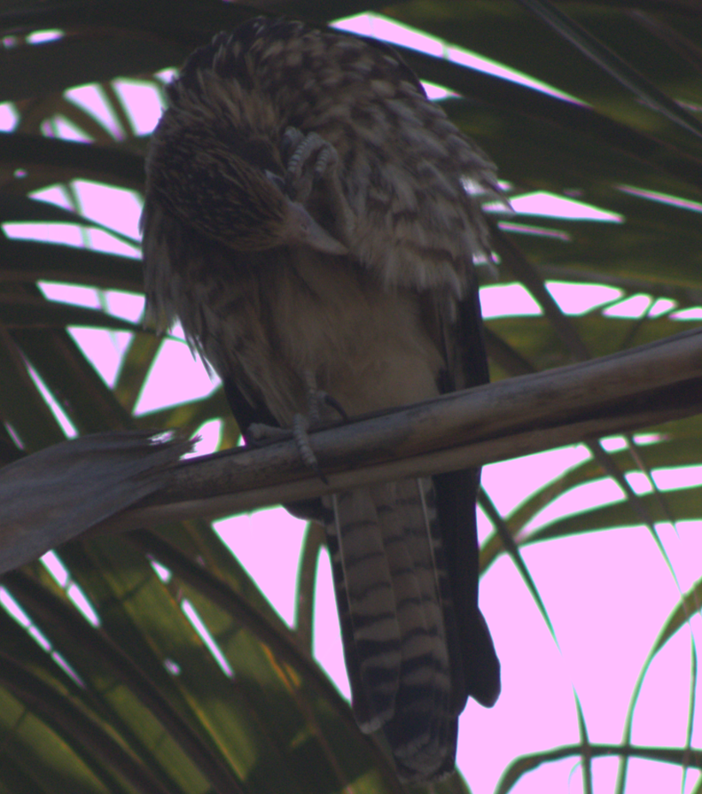 Yellow-headed Caracara - ML627696219
