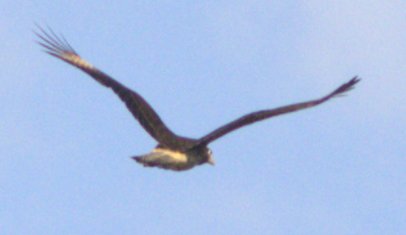 Yellow-headed Caracara - ML627696223