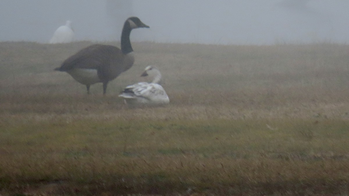 Snow Goose - ML627696310