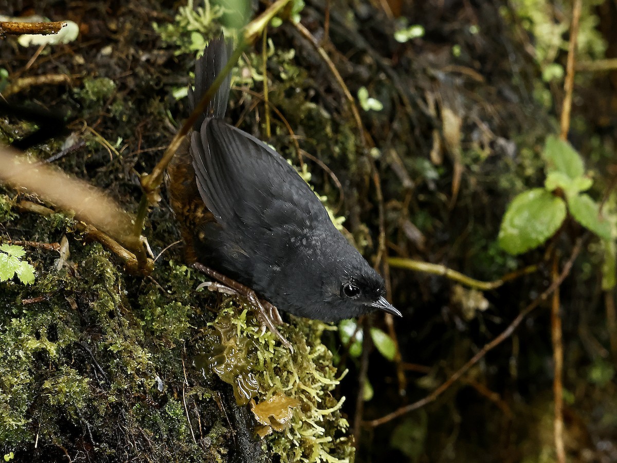 Utcubamba Tapaculo - ML627696313