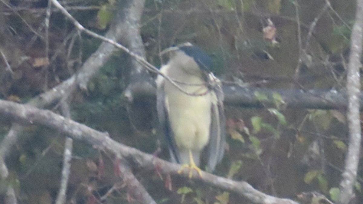 Black-crowned Night Heron - ML627696342