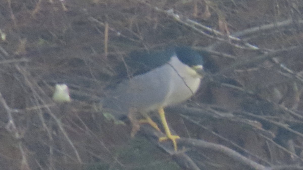 Black-crowned Night Heron - ML627696343