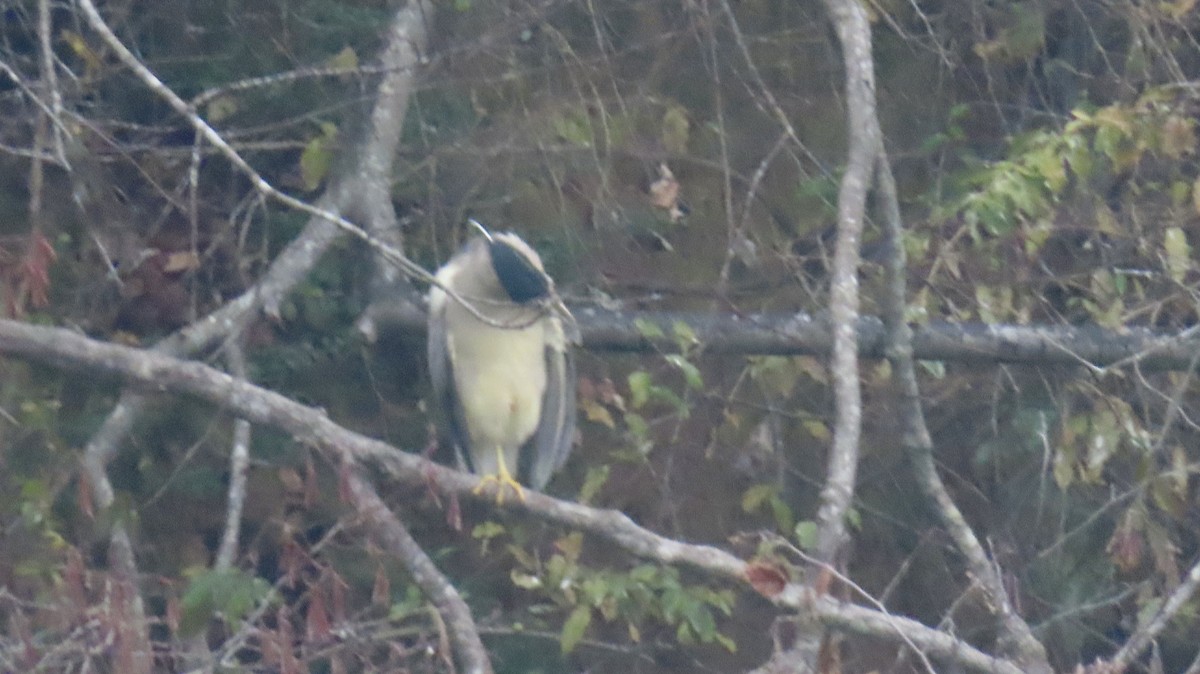 Black-crowned Night Heron - ML627696344