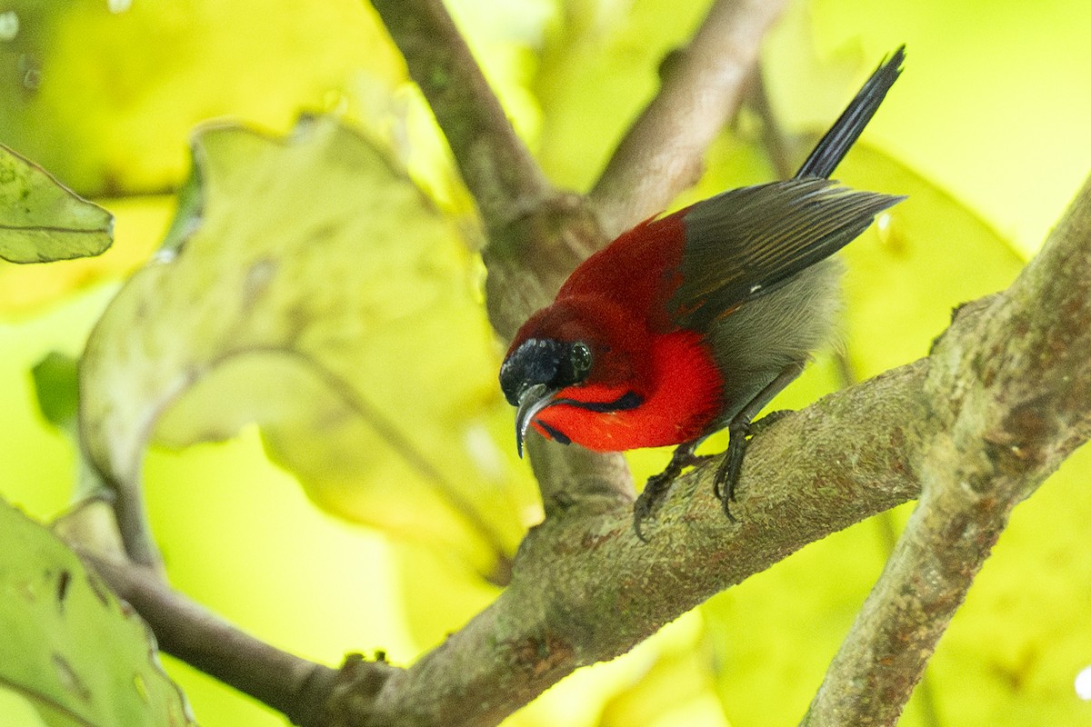 Crimson Sunbird - ML627696430