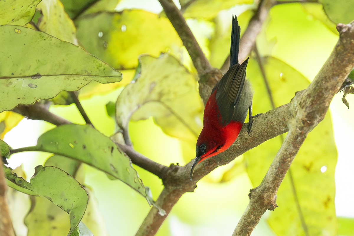 Crimson Sunbird - ML627696432