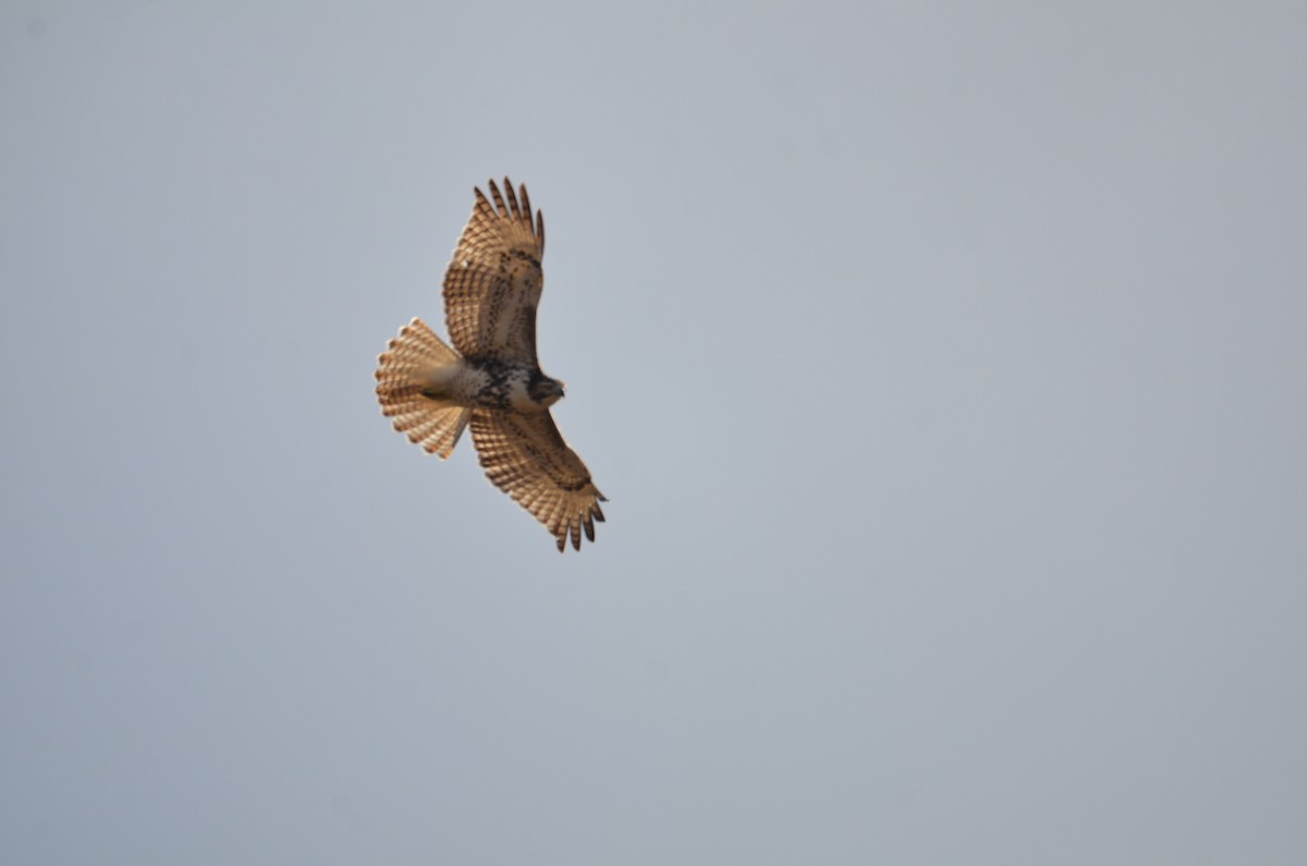 Red-tailed Hawk - ML627696896