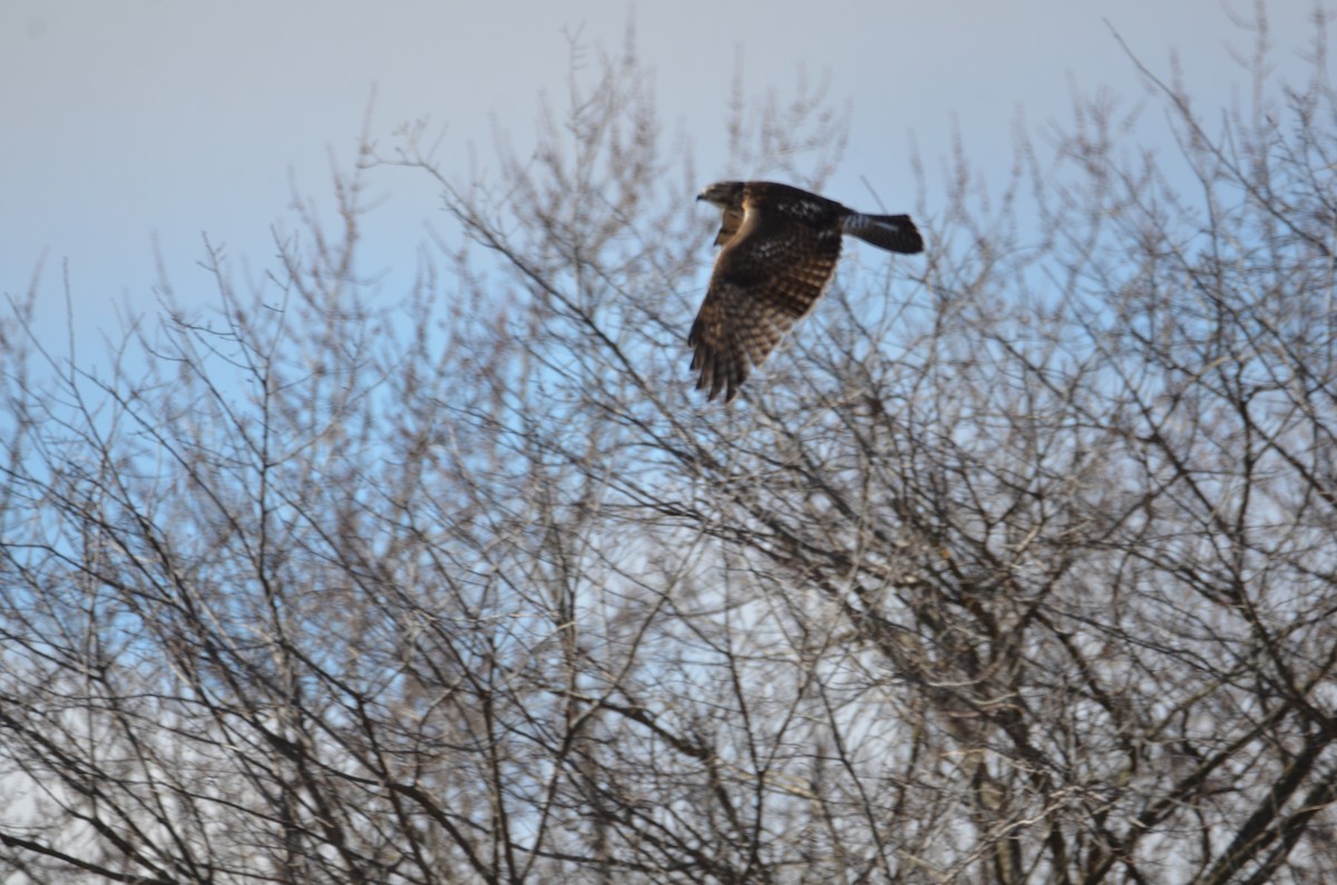 Red-tailed Hawk - ML627696897