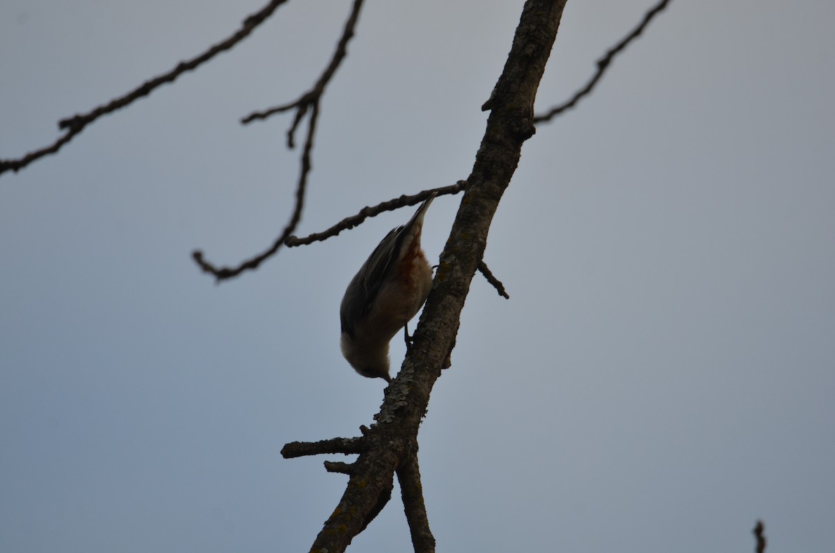 White-breasted Nuthatch - ML627696900