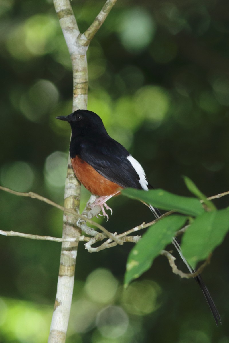 White-rumped Shama - ML627696992