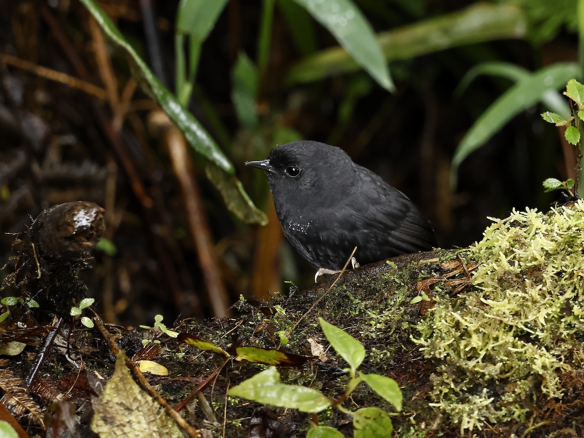 Utcubamba Tapaculo - ML627697045