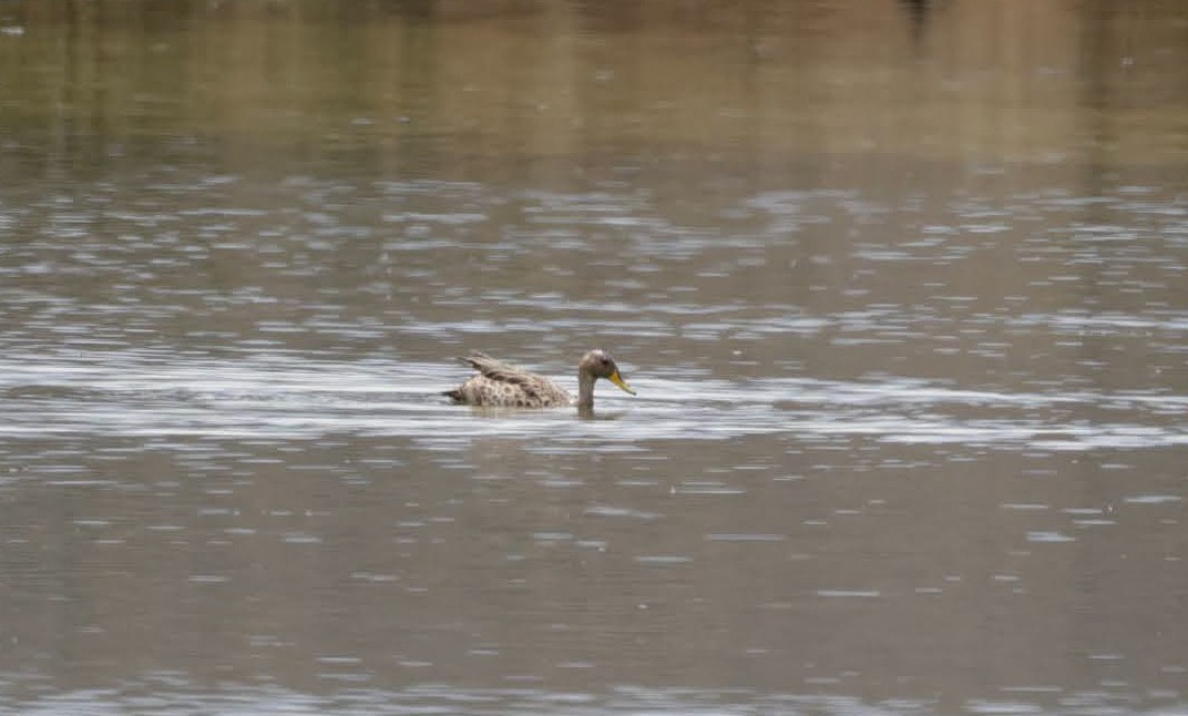 Yellow-billed Pintail - ML627697130