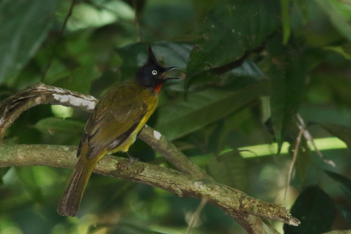 Black-crested Bulbul - ML627697142