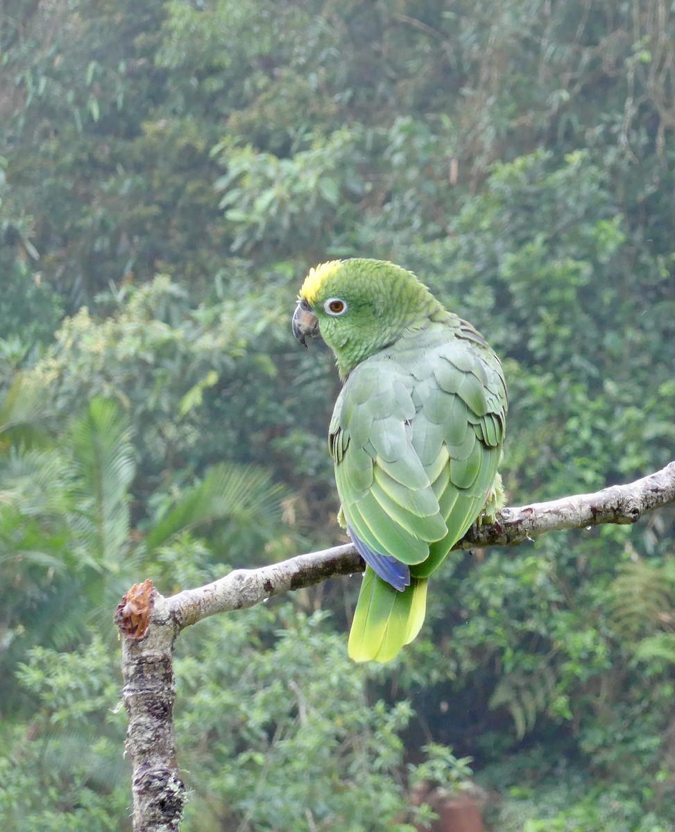 Yellow-crowned Amazon - ML627697157