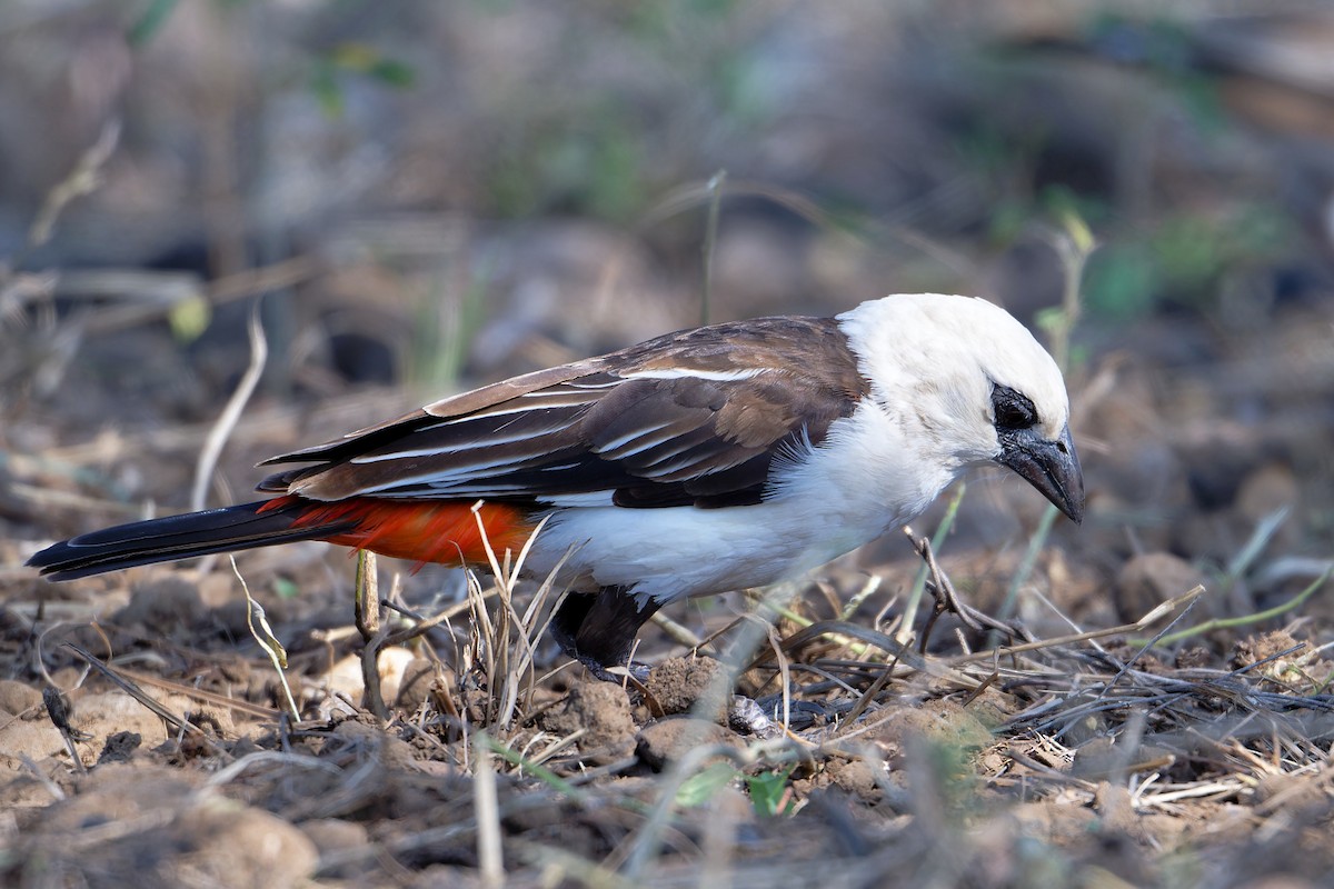 White-headed Buffalo-Weaver - ML627697194