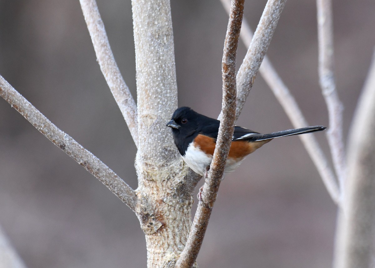 Eastern Towhee - ML627697226