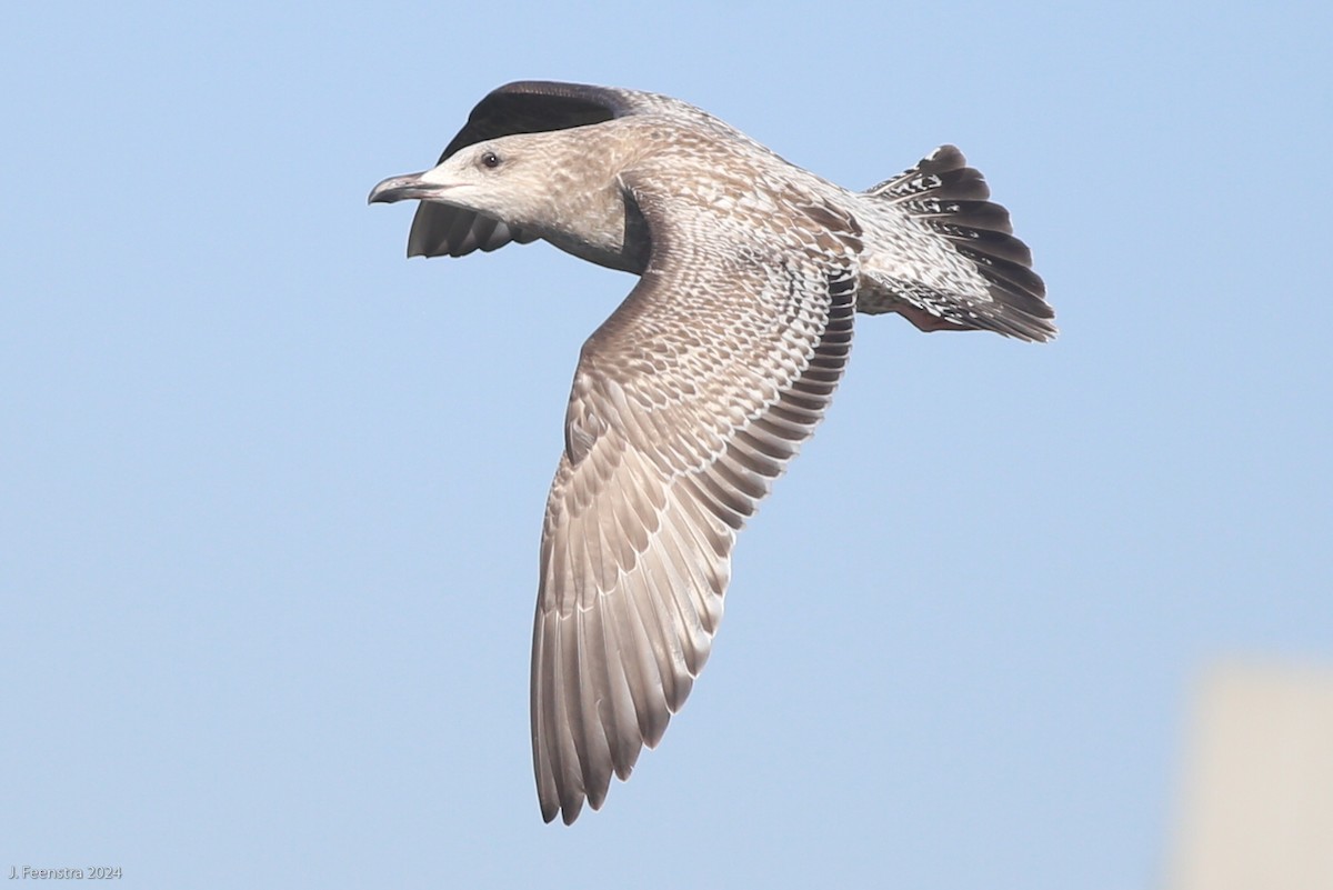 sibirmåke - ML627697250