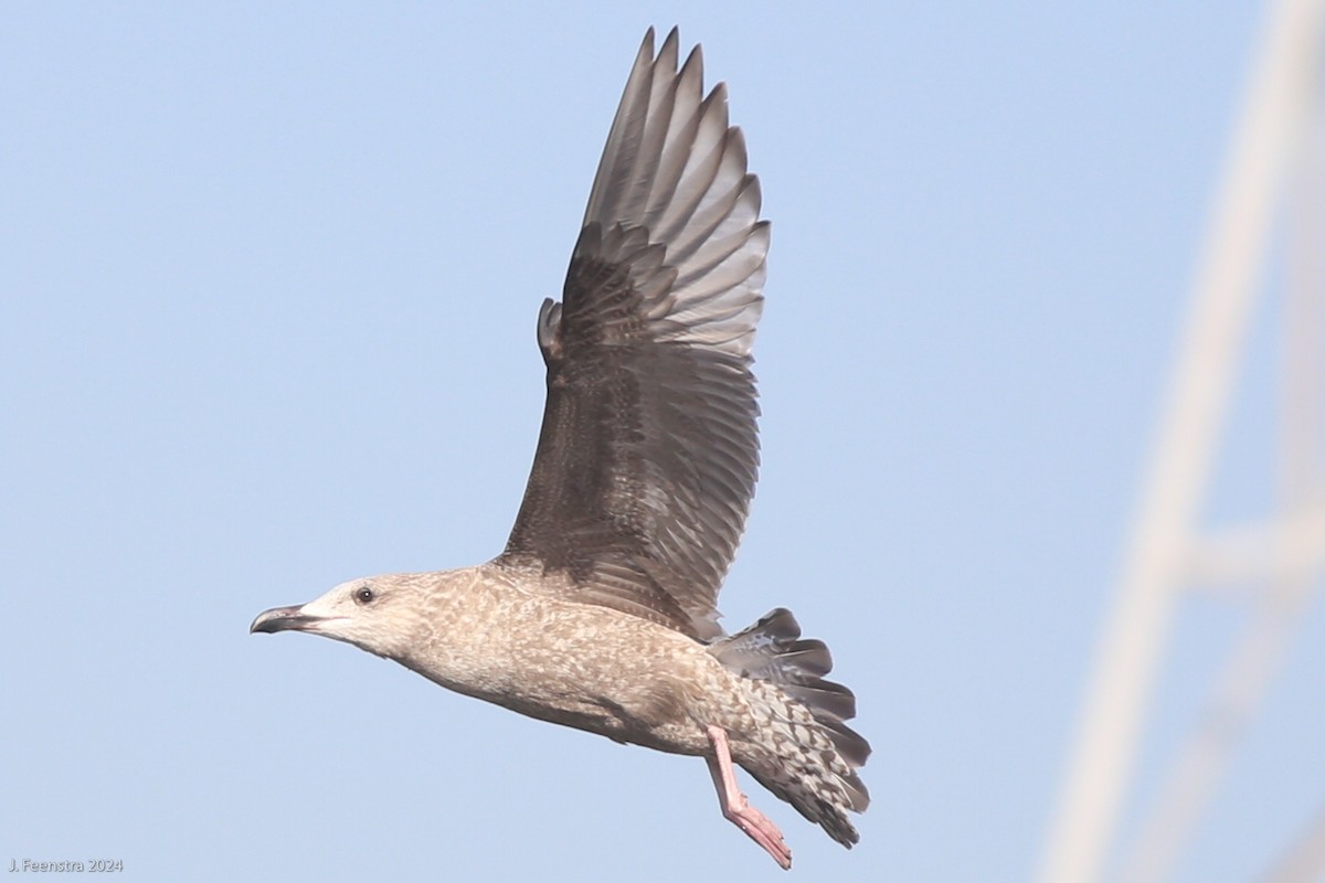 sibirmåke - ML627697253